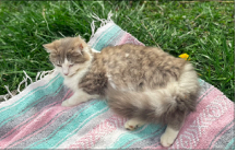 Ragdoll MaineCoon Mix Kitten image 7