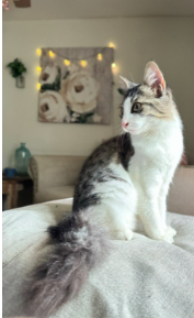 Ragdoll MaineCoon Mix Kitten image 8