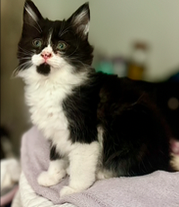 Ragdoll MaineCoon Mix Kitten image 1