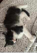 Ragdoll MaineCoon Mix Kitten image 4
