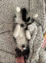 Ragdoll MaineCoon Mix Kitten image 10