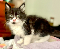 Ragdoll MaineCoon Mix Kitten image 6