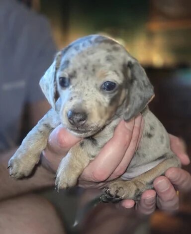 Isabella Dachshund Puppies – 2 Adorable Males! 🐾 image 1