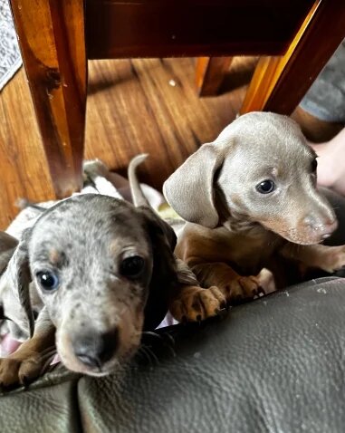 Isabella Dachshund Puppies – 2 Adorable Males! 🐾 image 3