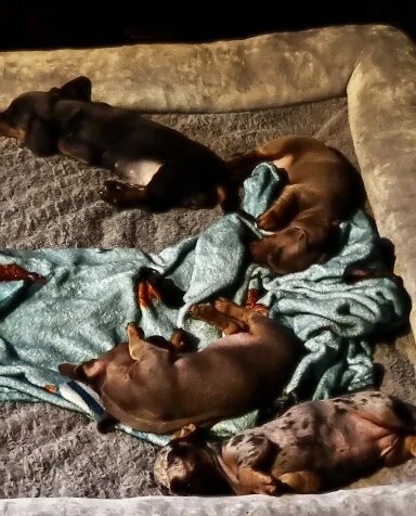 Isabella Dachshund Puppies – 2 Adorable Males! 🐾 image 2