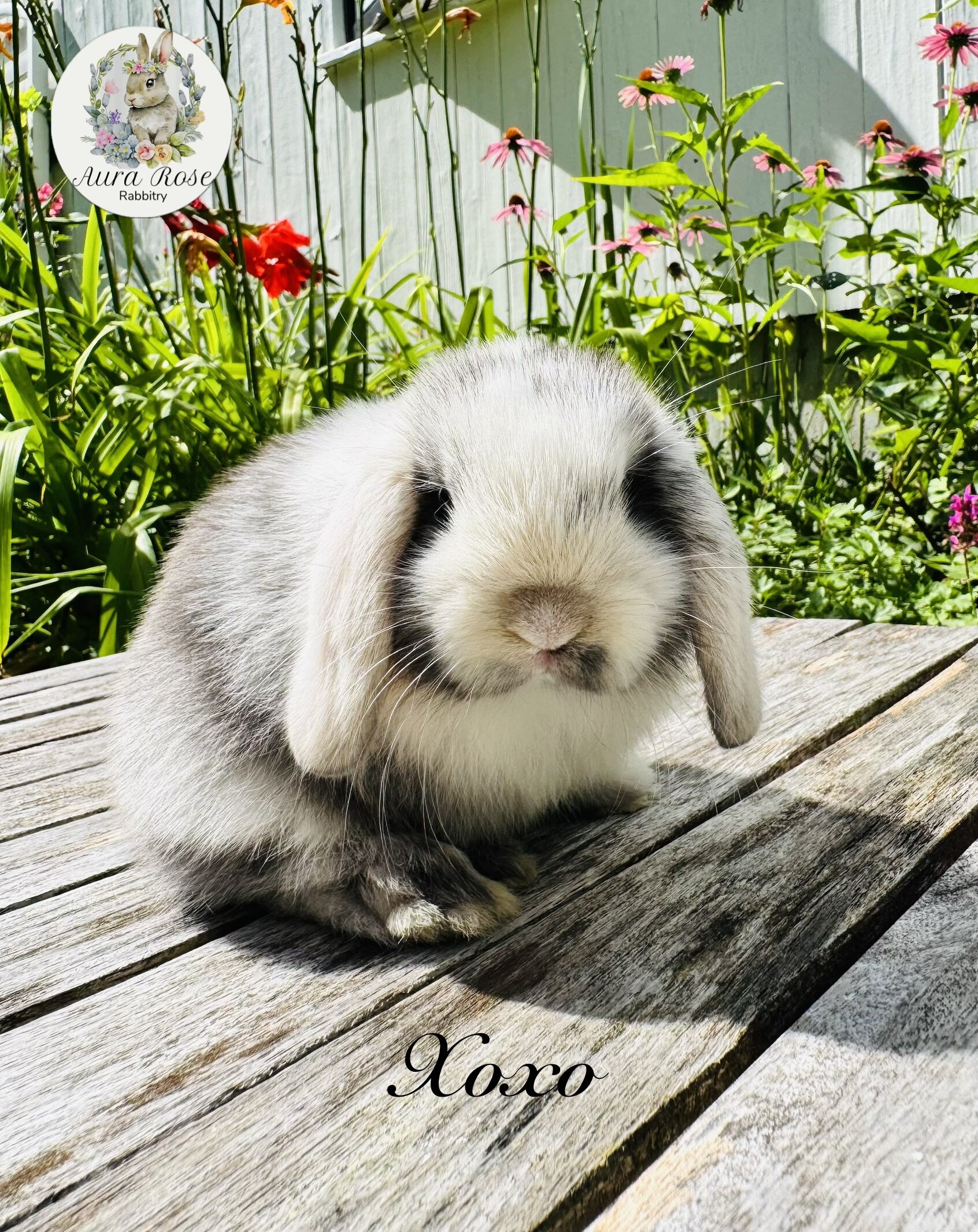 Holland lop image 1