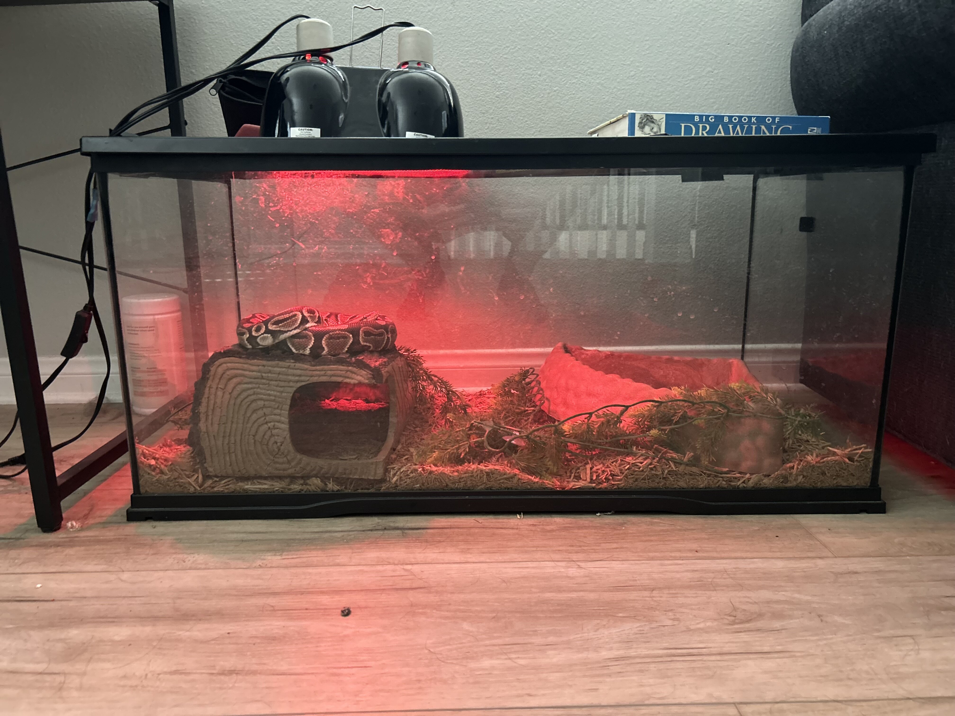 Adult Ball Python image 1