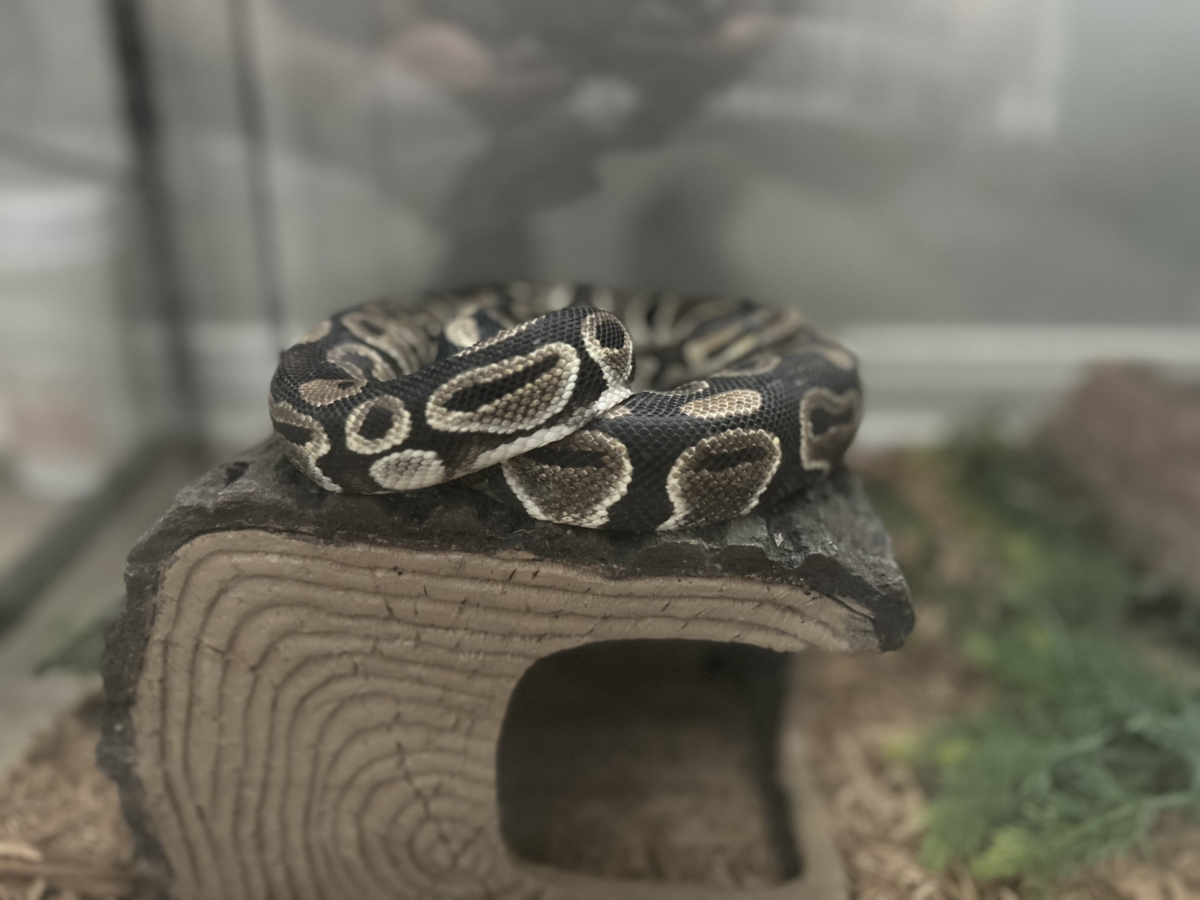 Adult Ball Python image 2