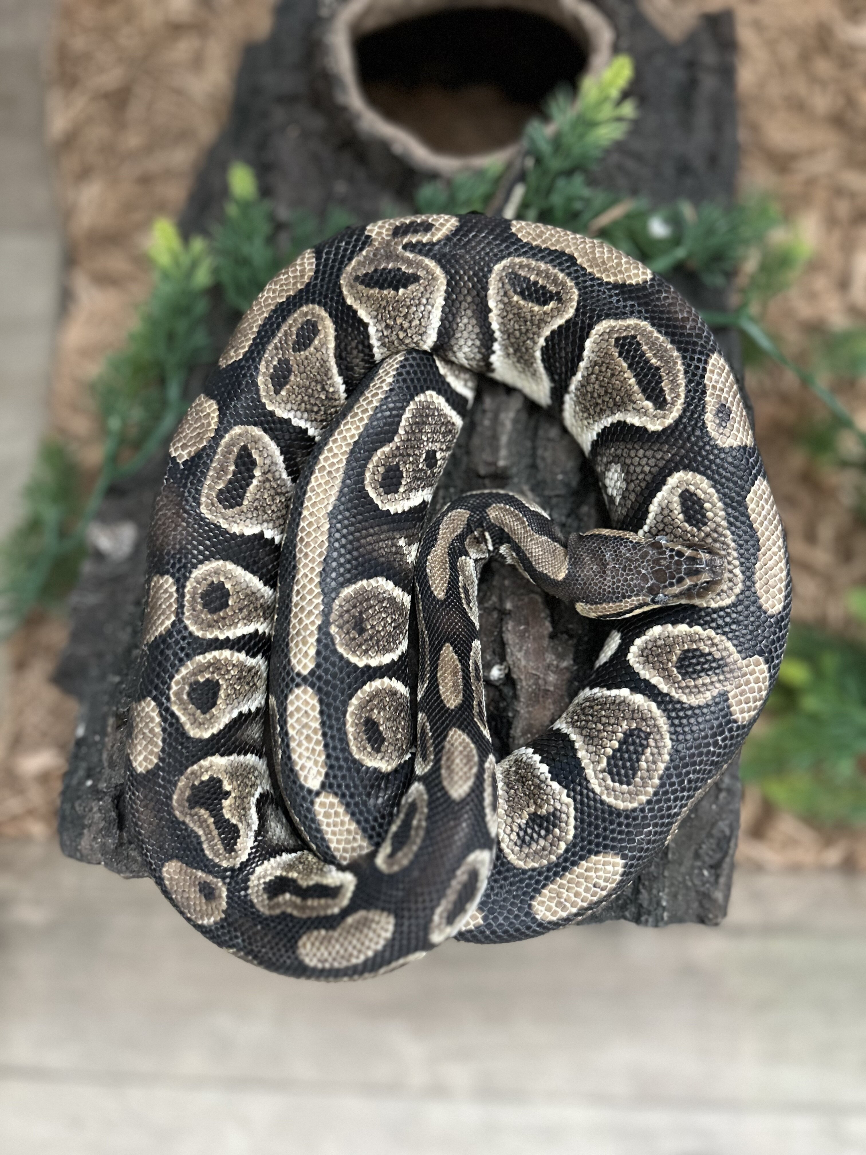 Adult Ball Python image 3