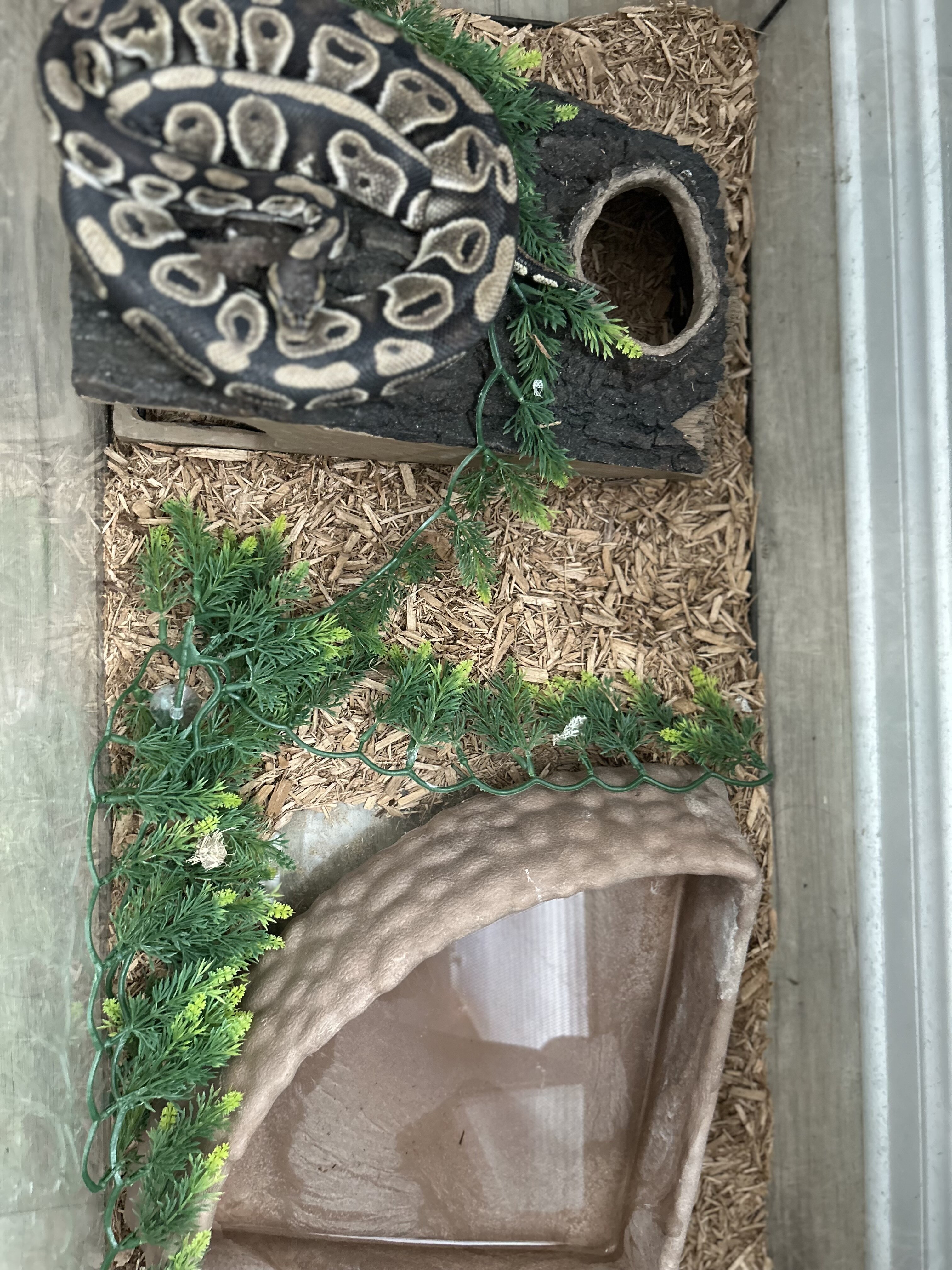 Adult Ball Python image 4