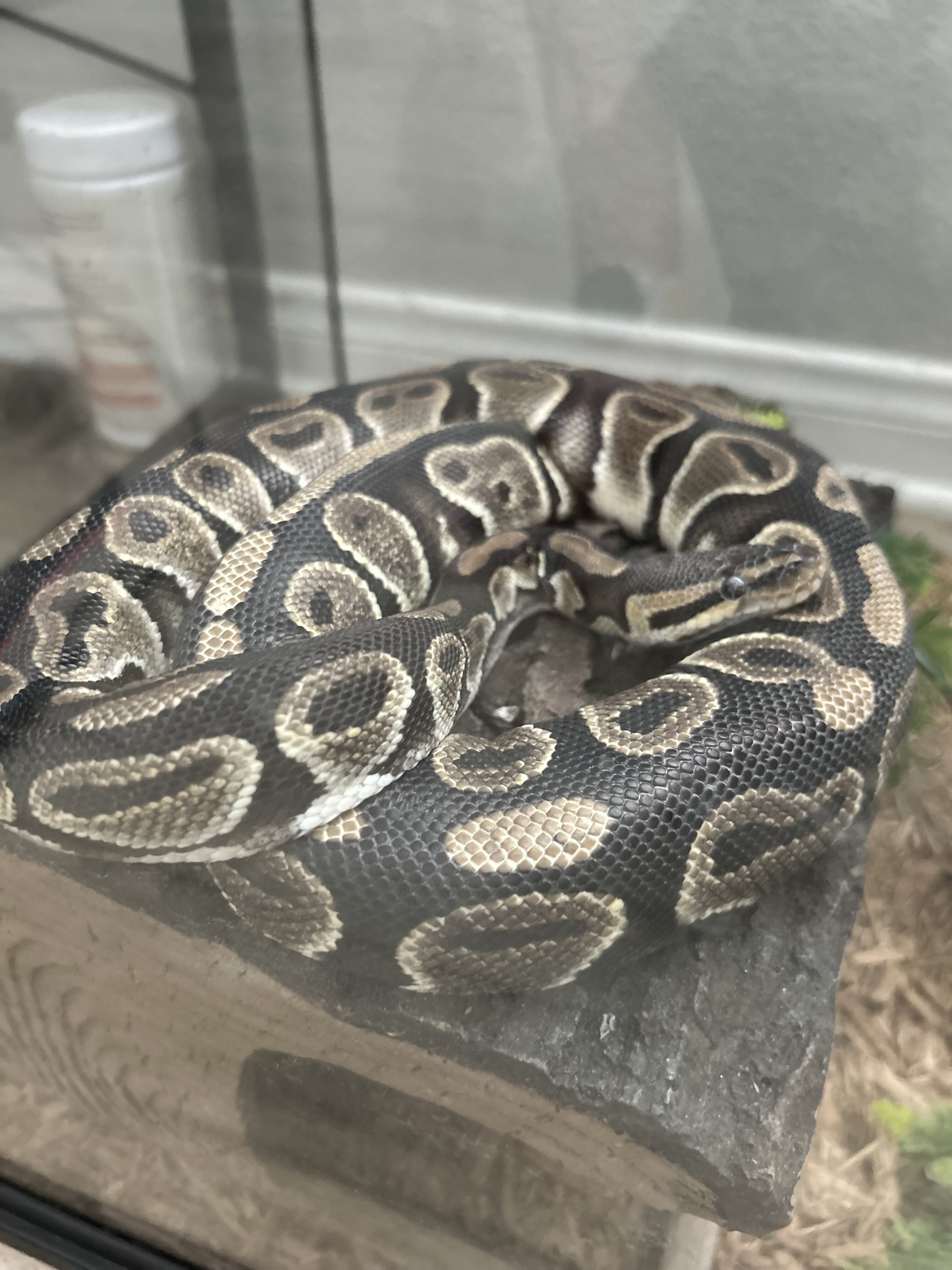 Adult Ball Python image 5