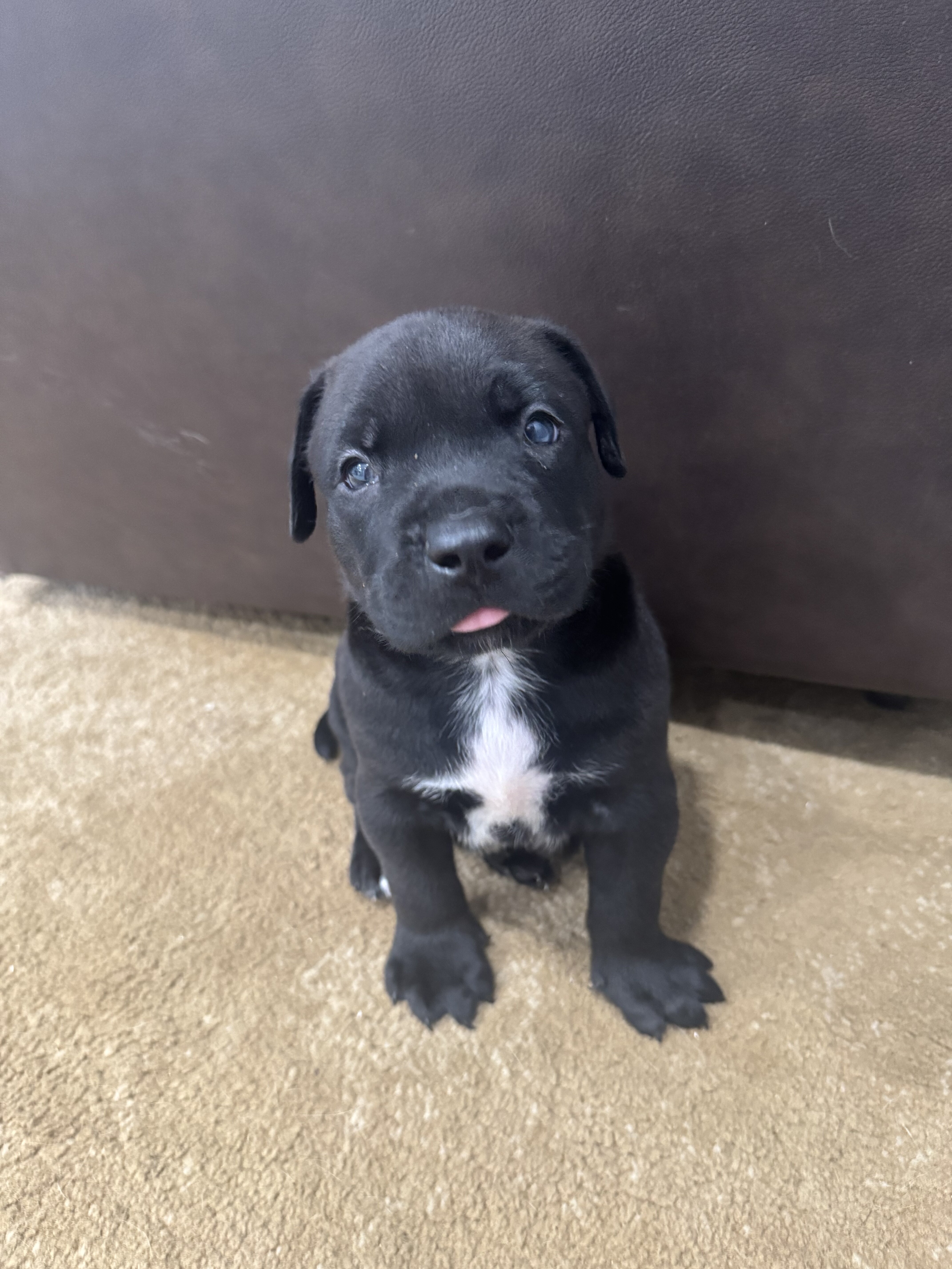 Presa puppy image 1