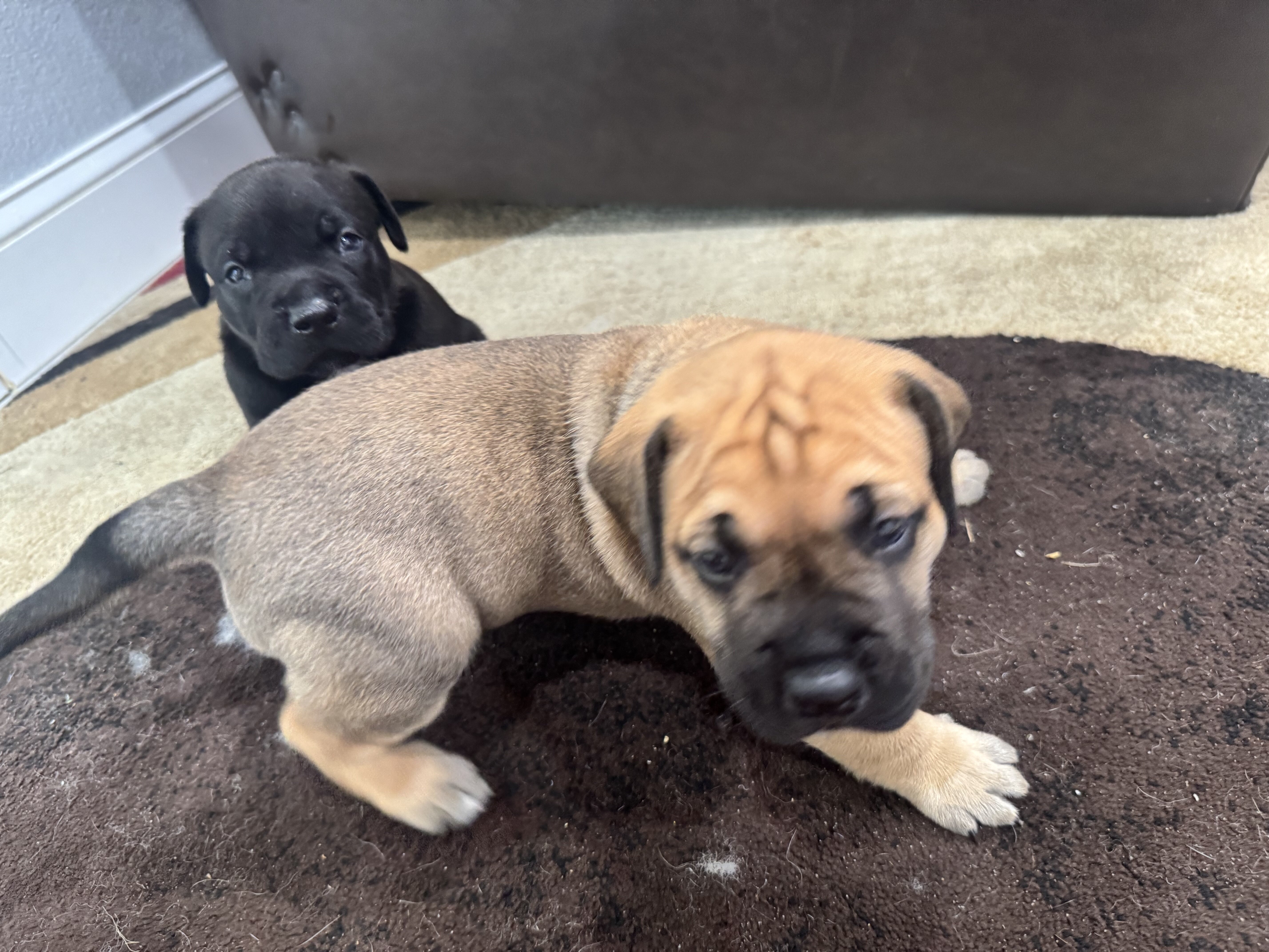 Presa puppyy image 1