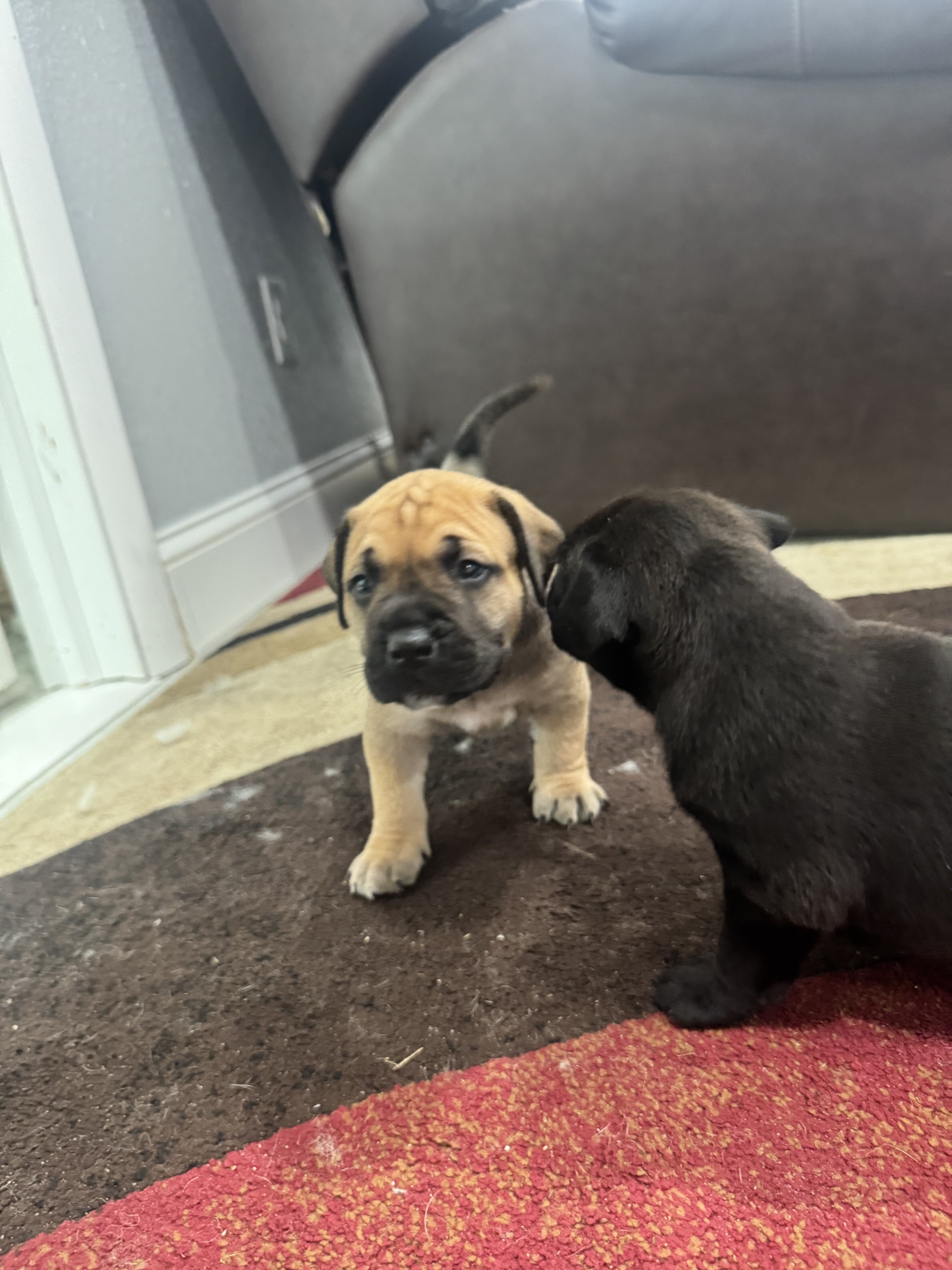 Presa puppyy image 2