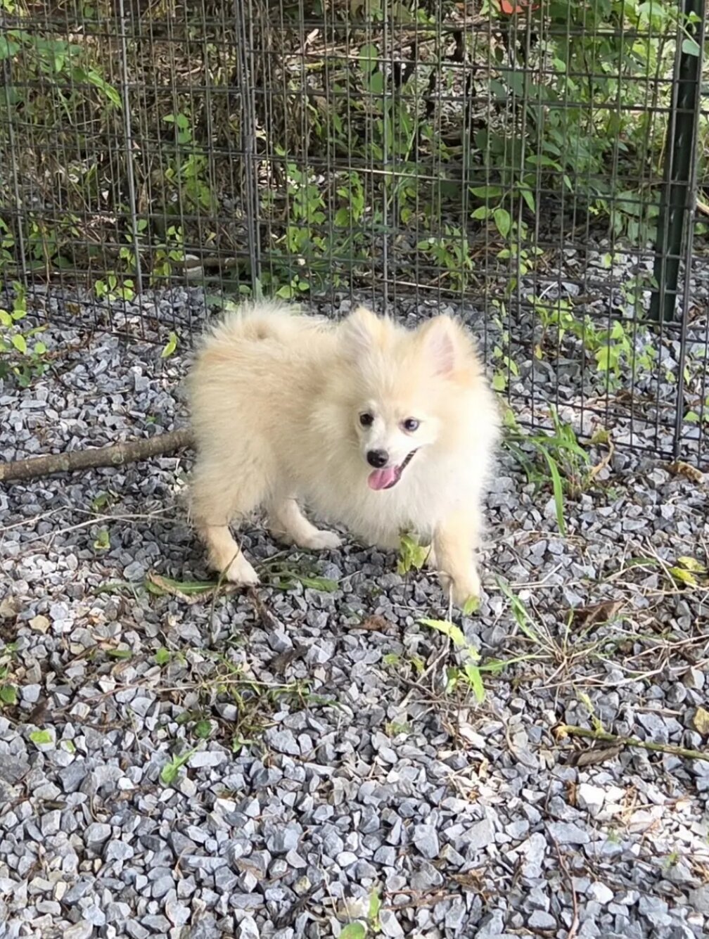 Doggo image 6
