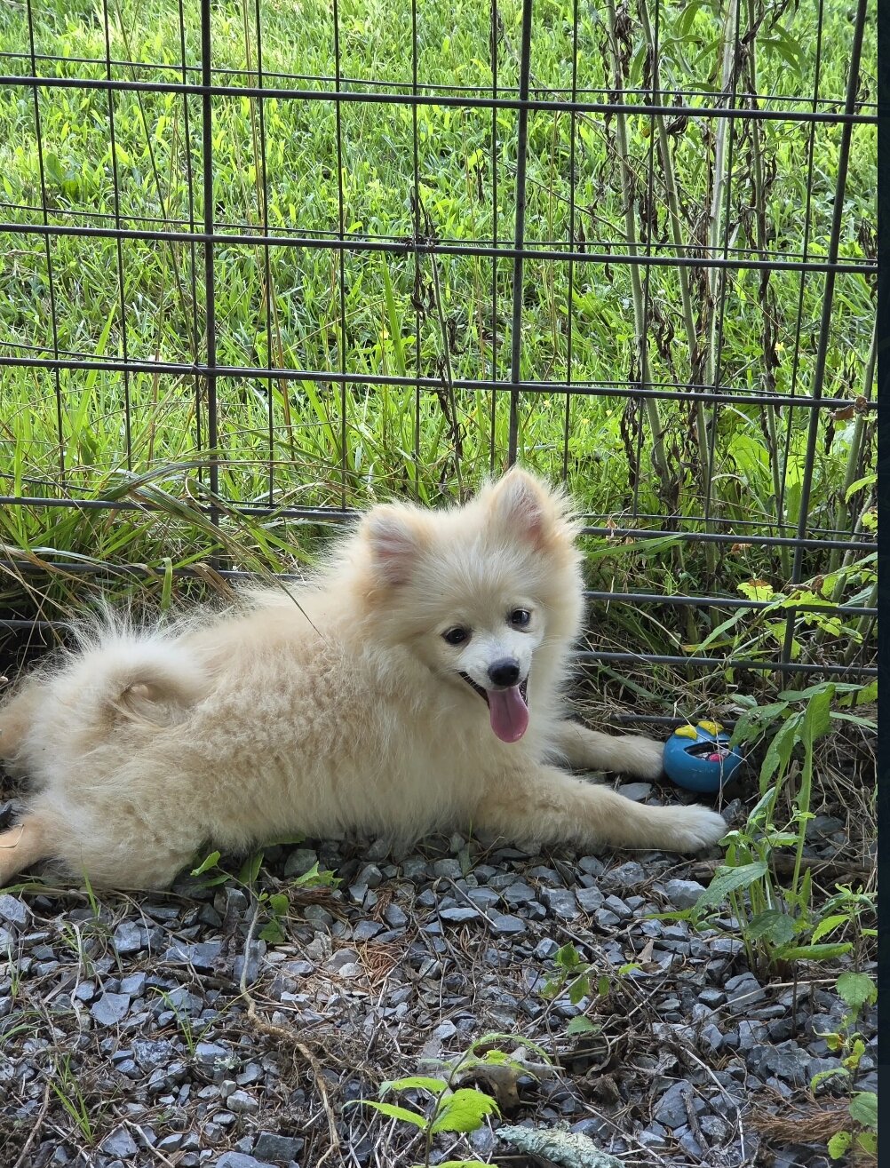 Doggo image 5