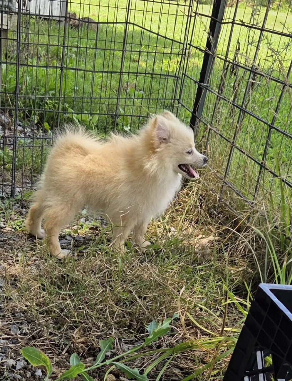 Doggo image 4