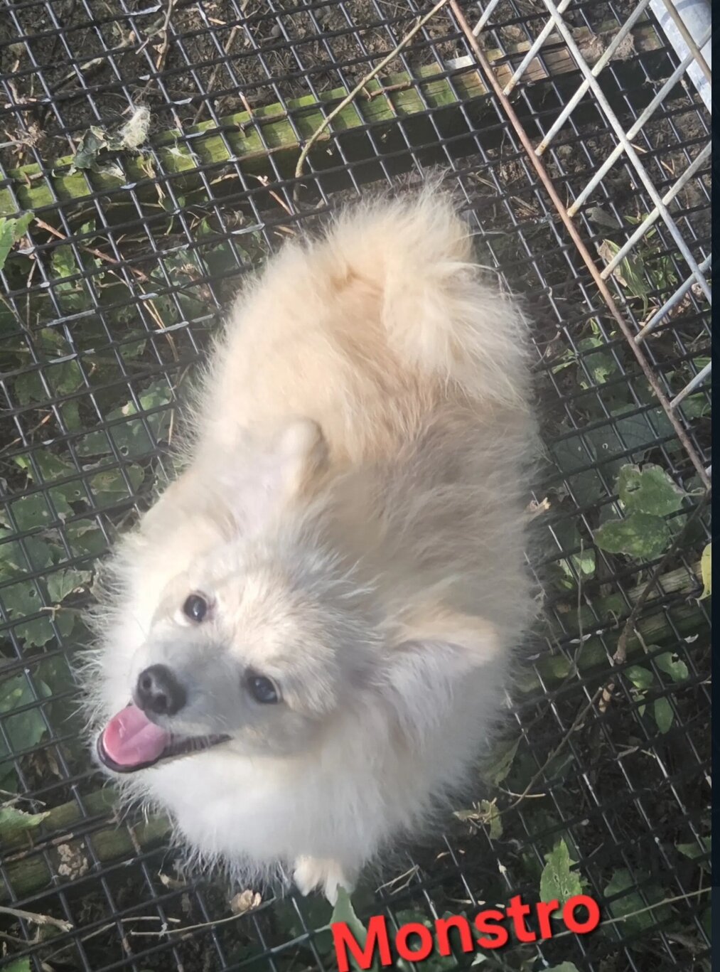 Doggo image 3