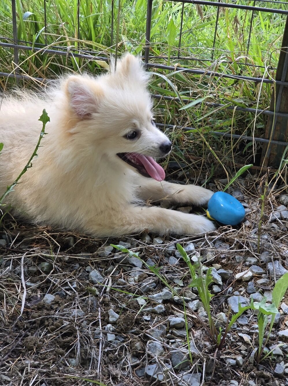 Doggo image 1