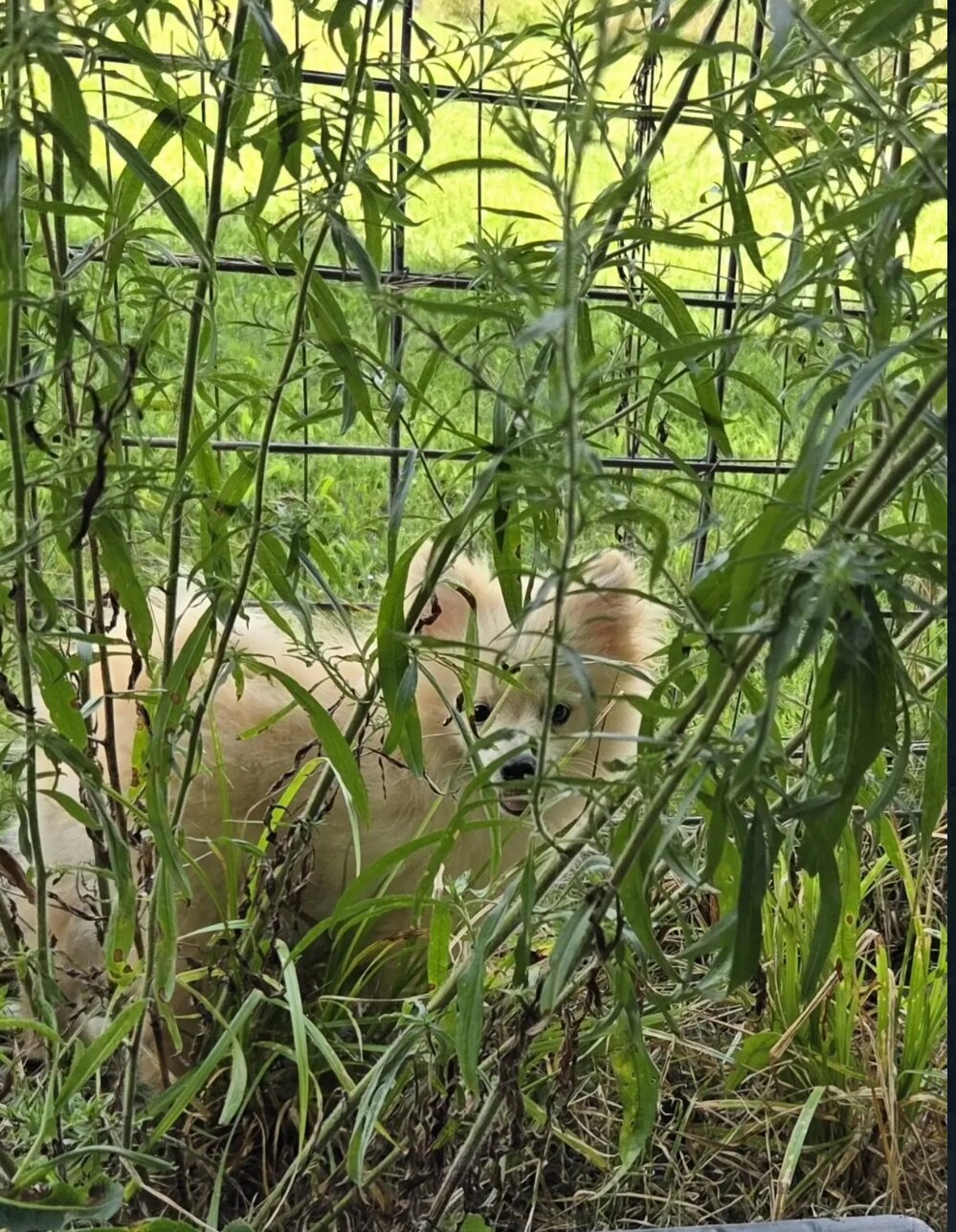 Doggo image 2