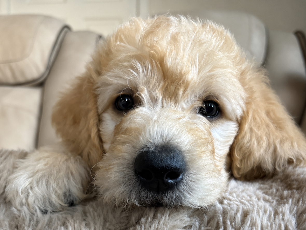 F2 Goldendoodle x Labradoodle Puppies image 1