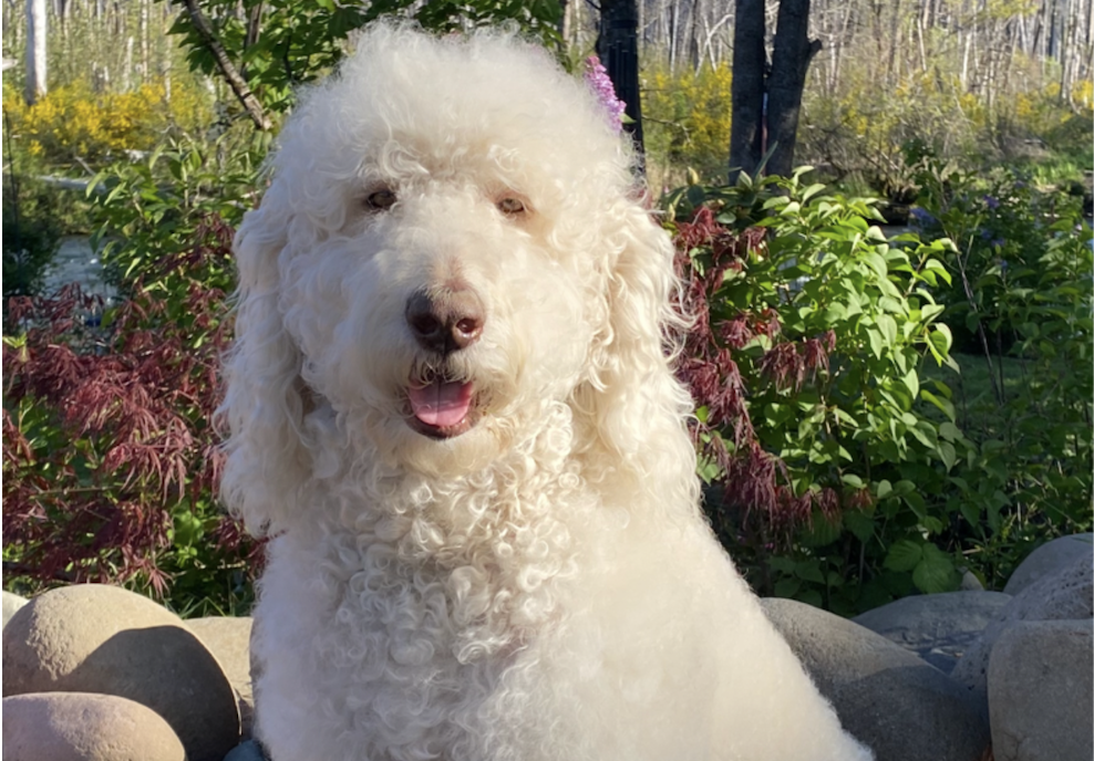 F2 Goldendoodle x Labradoodle Puppies image 2