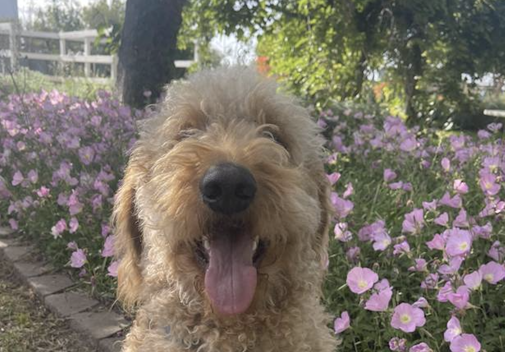 F2 Goldendoodle x Labradoodle Puppies image 3
