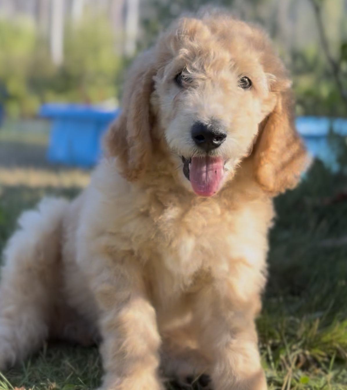 F2 Goldendoodle x Labradoodle Puppies image 4