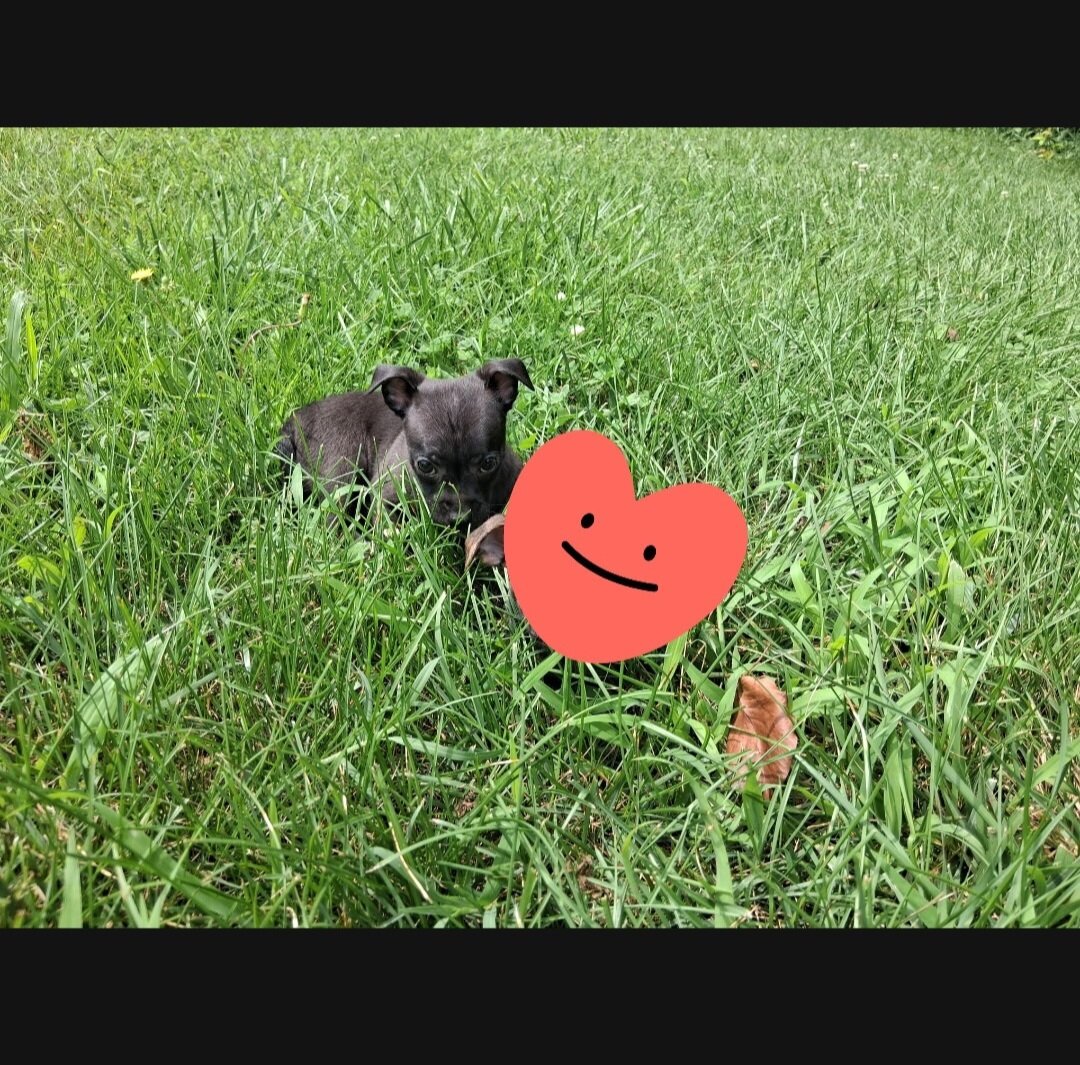 Tiny male chihuahua image 1