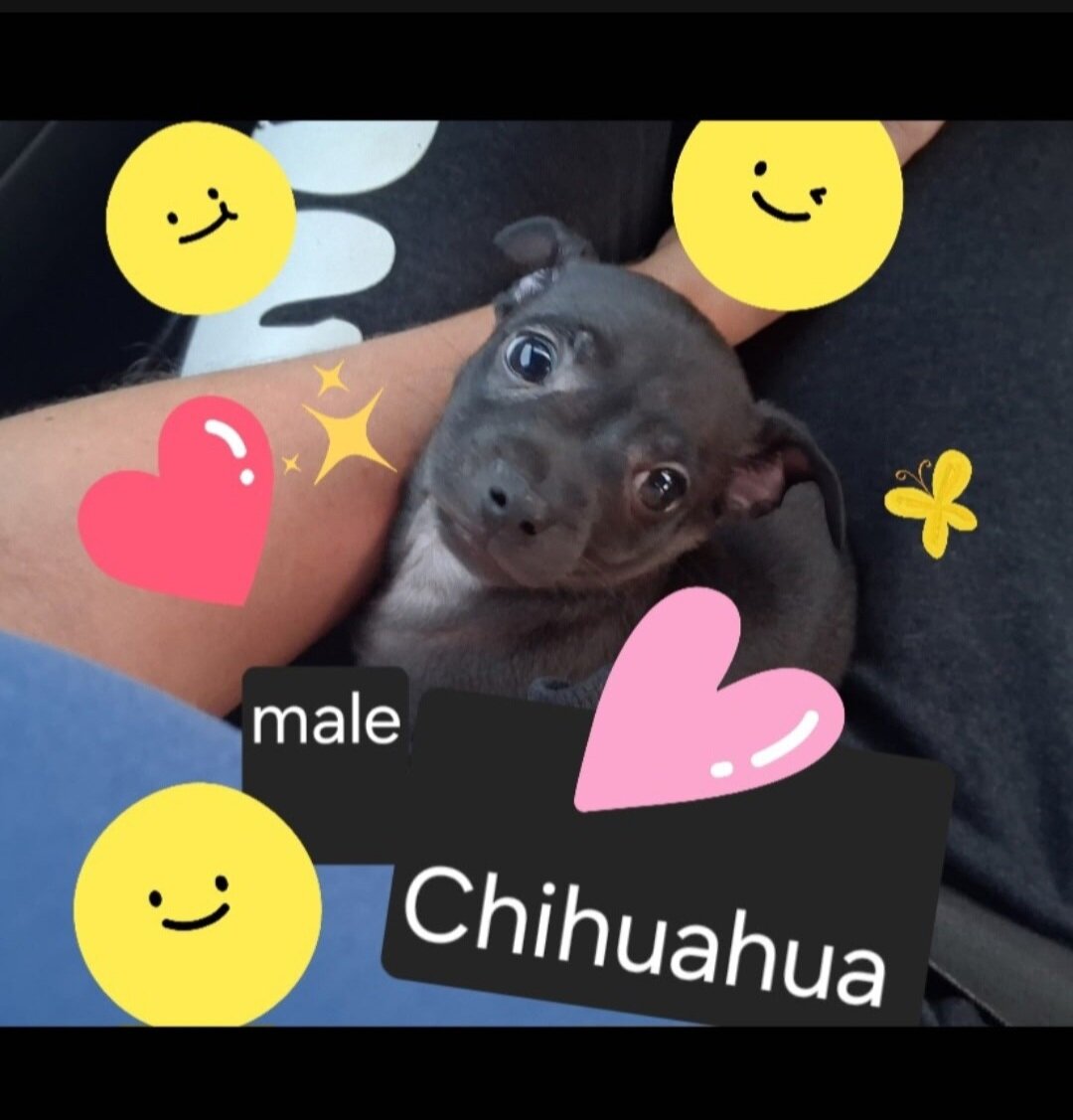Tiny male chihuahua image 2