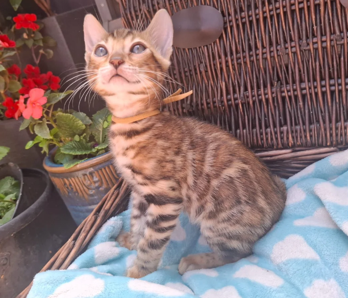 Beautiful Bengal Kittens image 7
