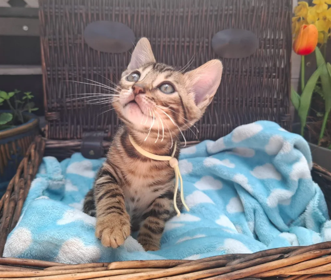 Beautiful Bengal Kittens image 6