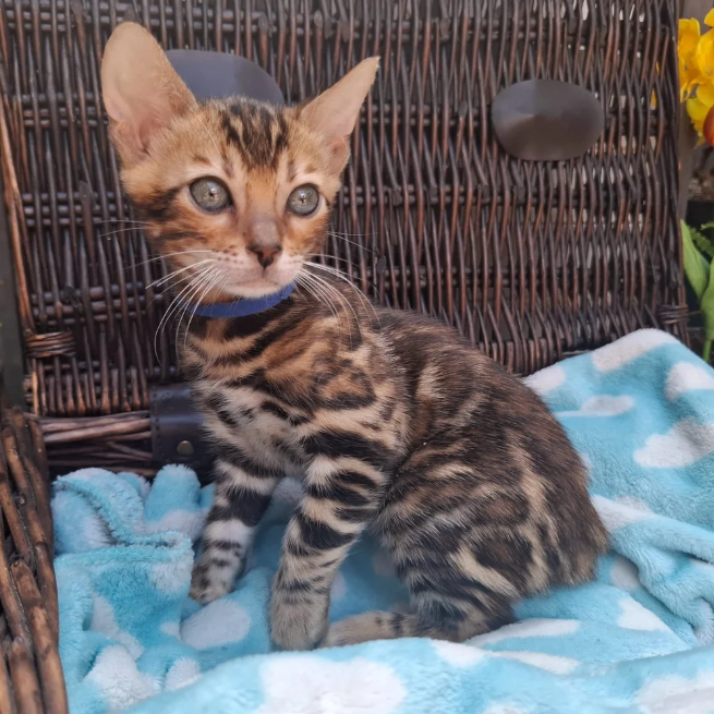 Beautiful Bengal Kittens image 5