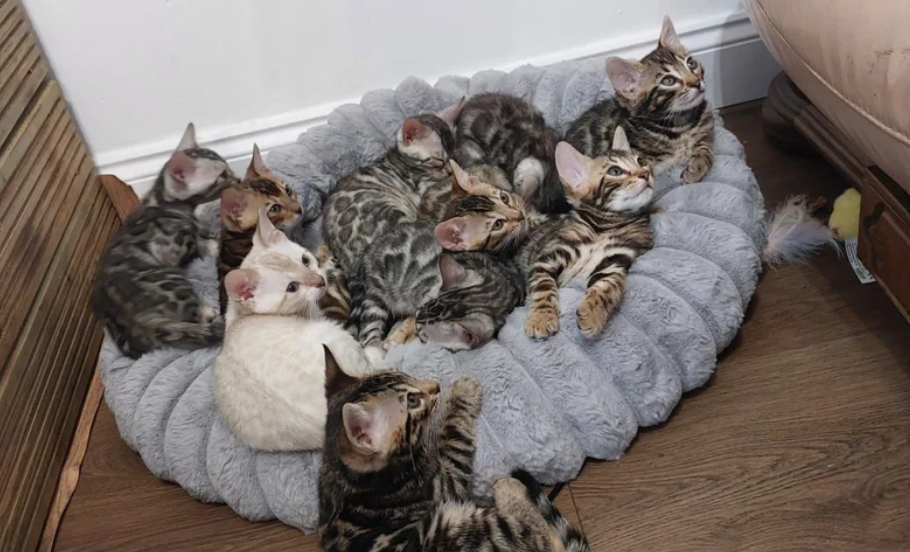 Beautiful Bengal Kittens image 3