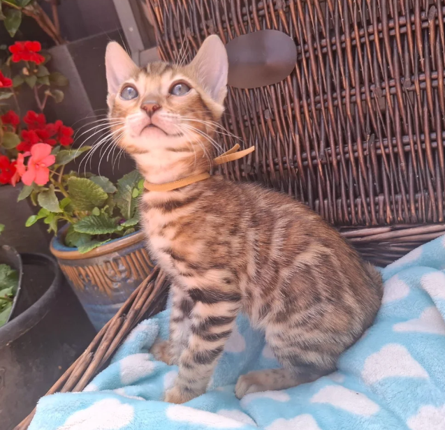 Beautiful Bengal Kittens image 4