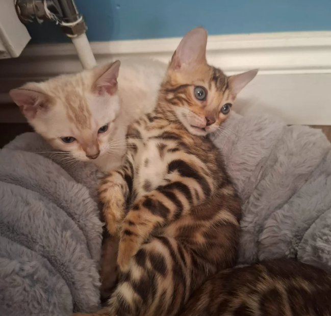 Beautiful Bengal Kittens image 2