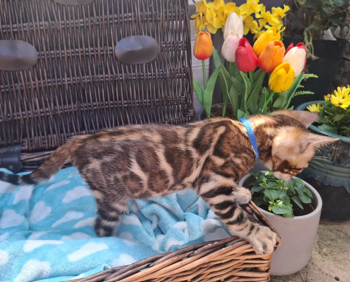 Beautiful Bengal Kittens image 1