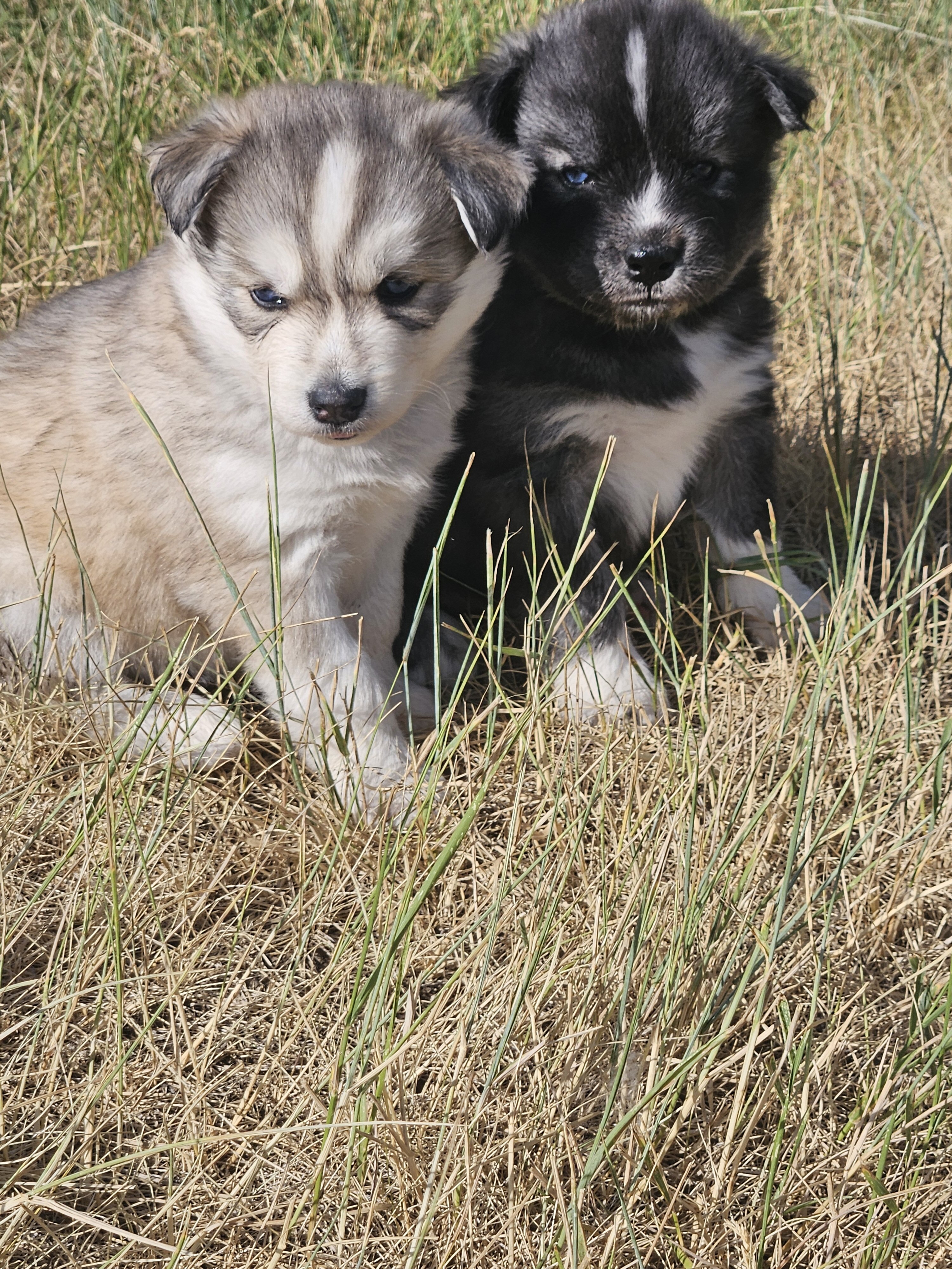 AKC Siberian Husky Puppies image 6