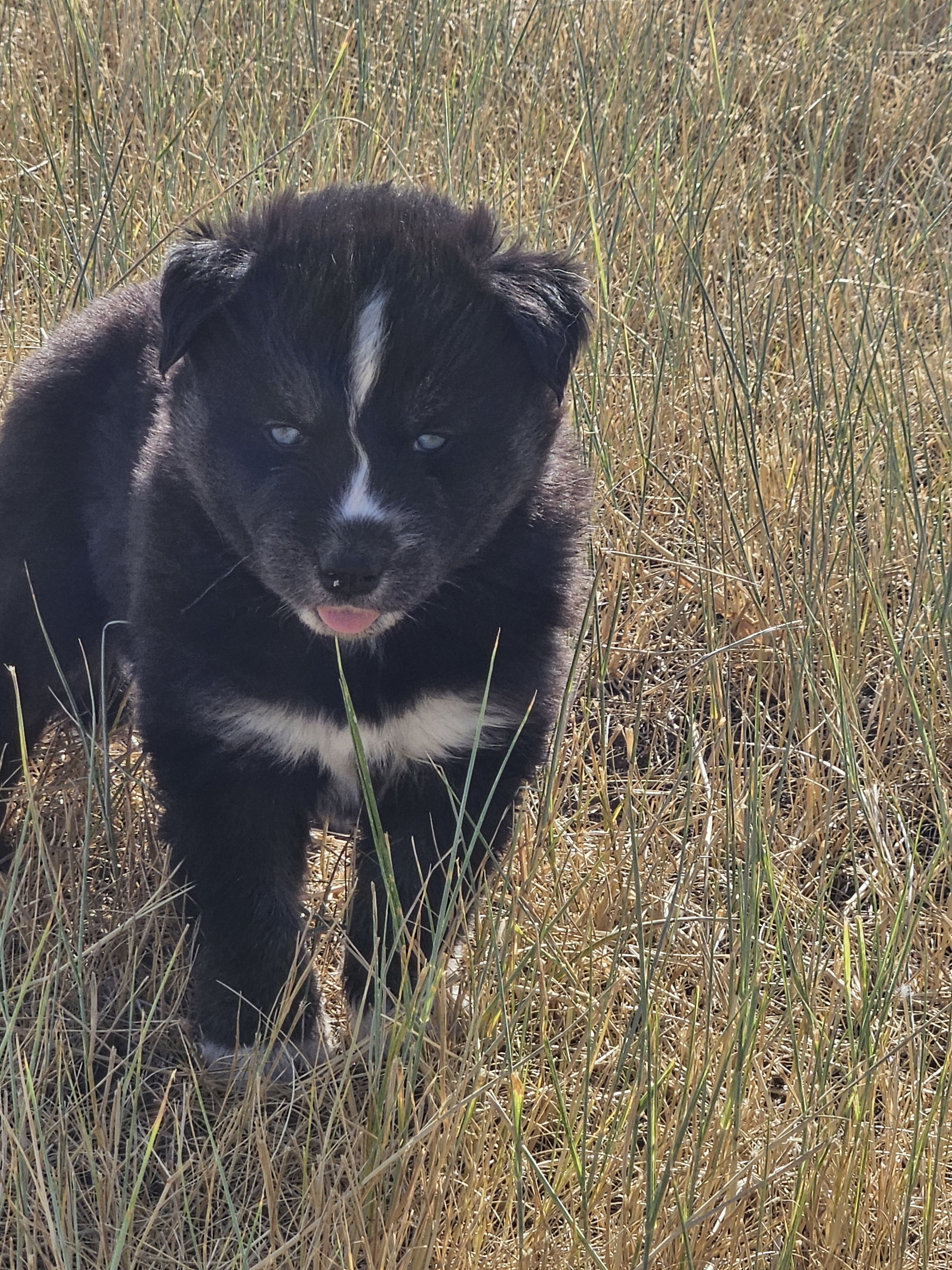 AKC Siberian Husky Puppies image 5