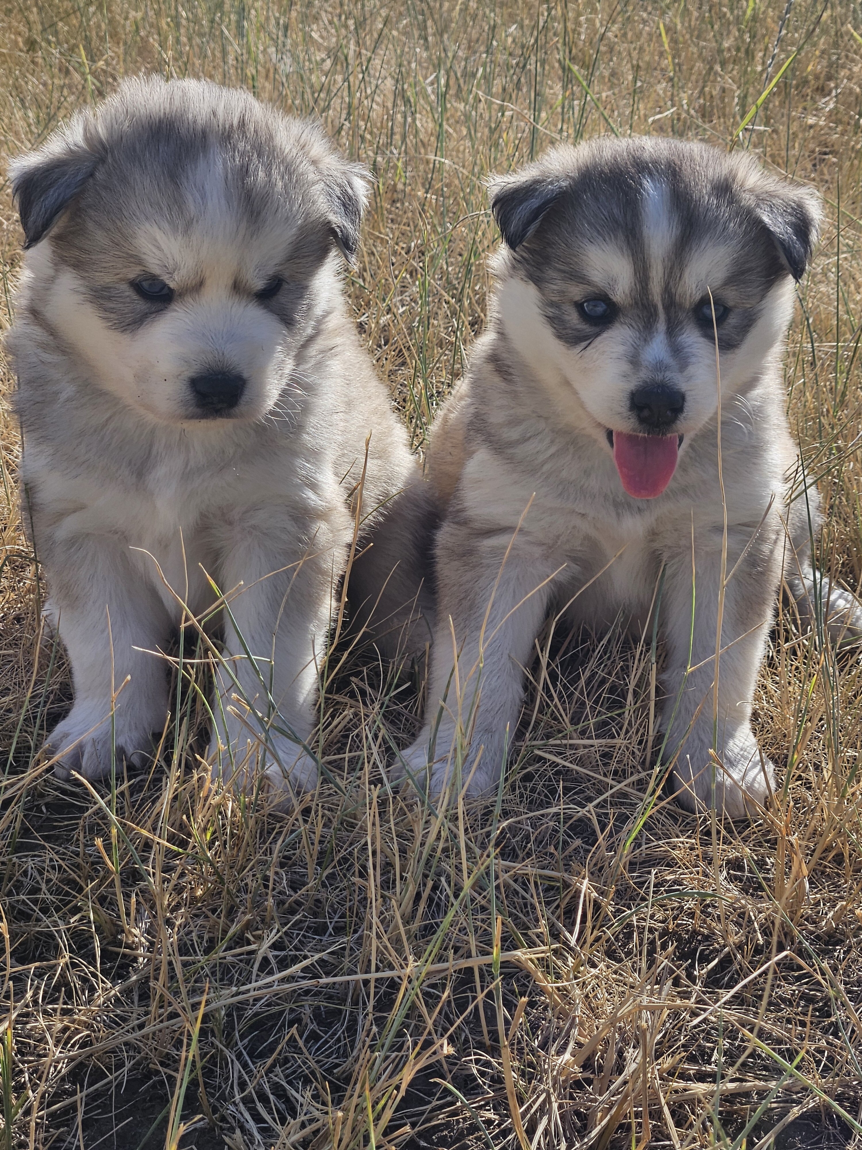 AKC Siberian Husky Puppies image 7