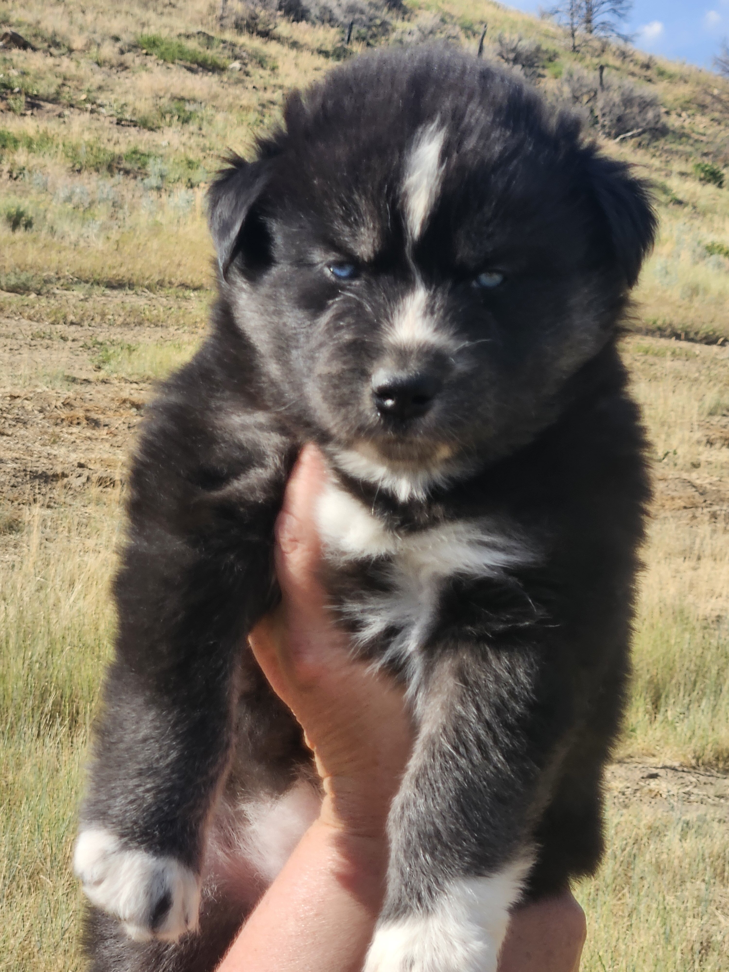 AKC Siberian Husky Puppies image 1