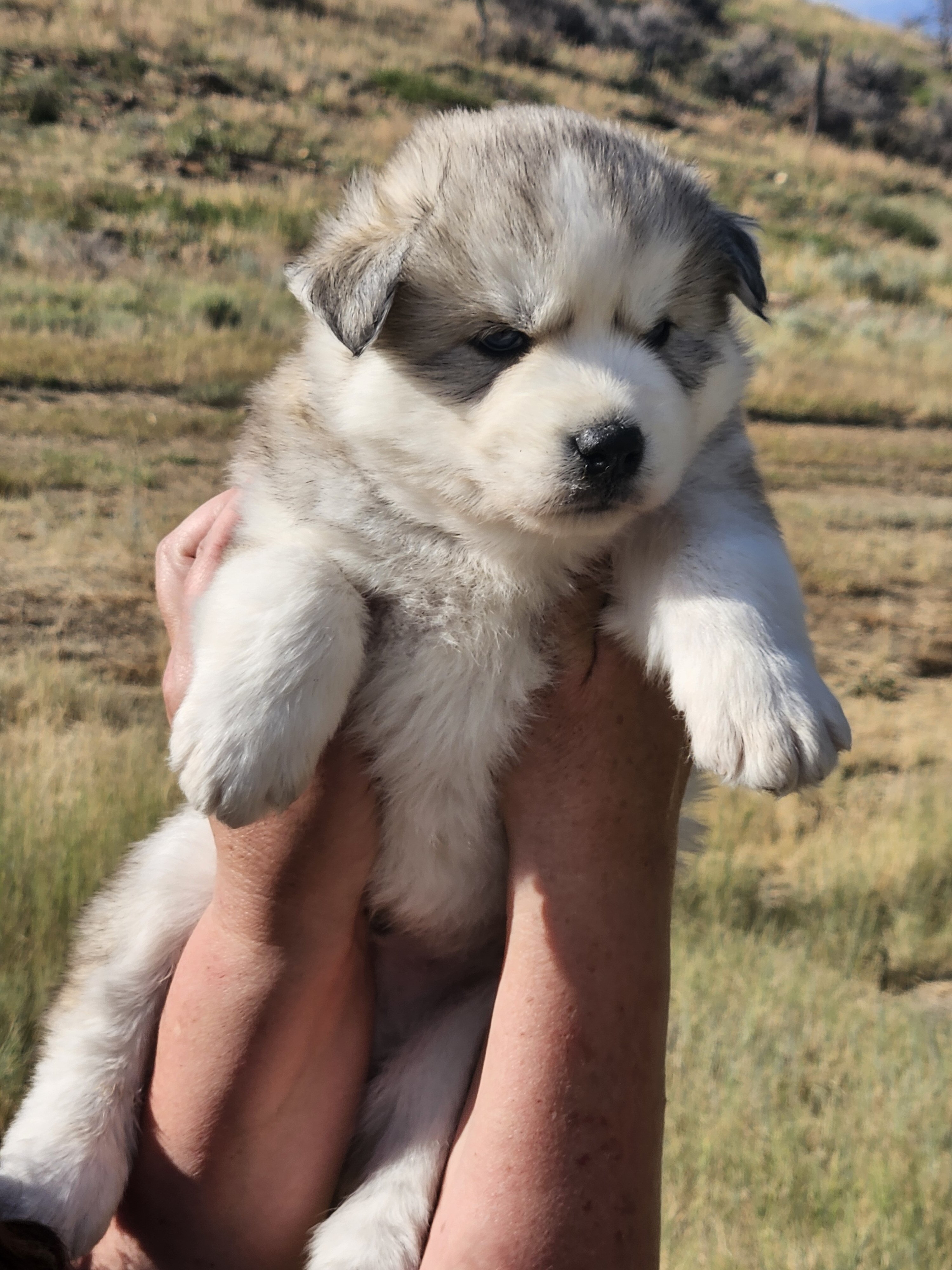 AKC Siberian Husky Puppies image 4