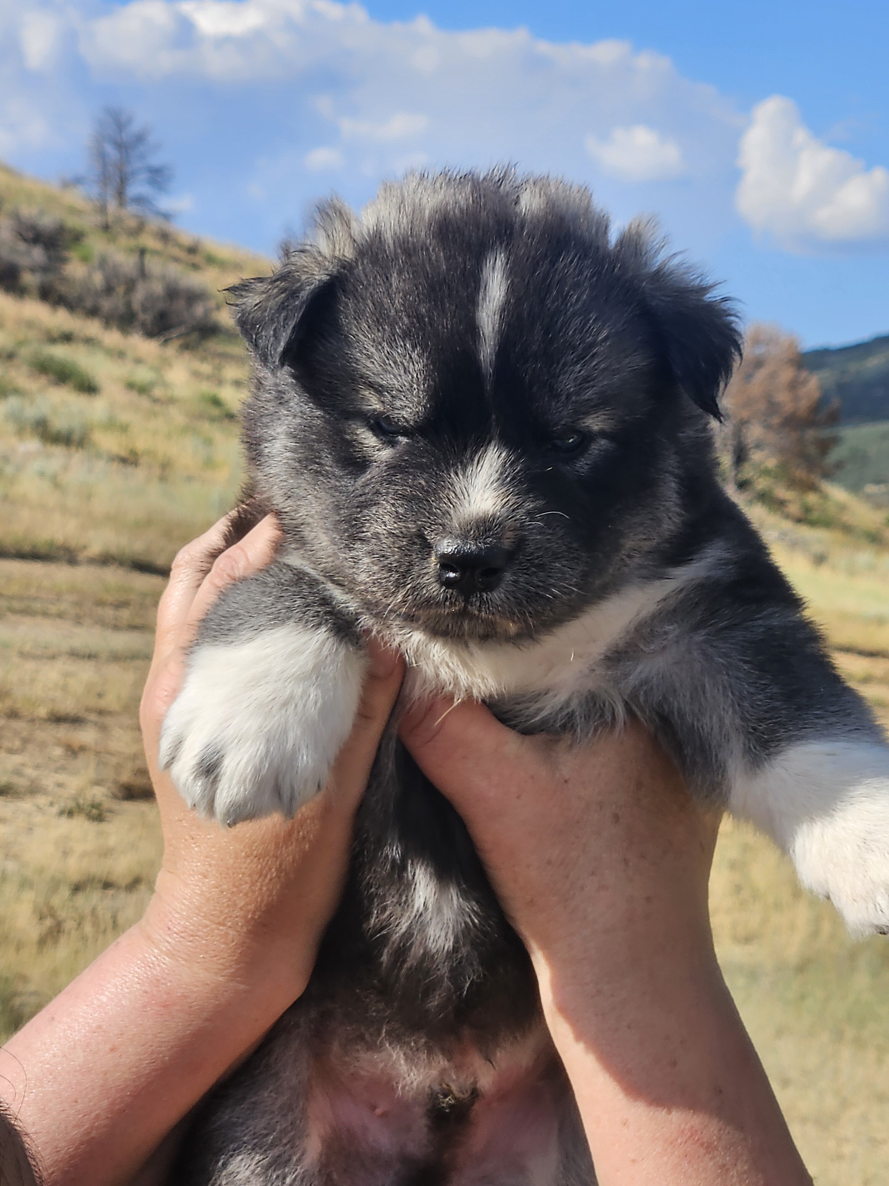 AKC Siberian Husky Puppies image 2