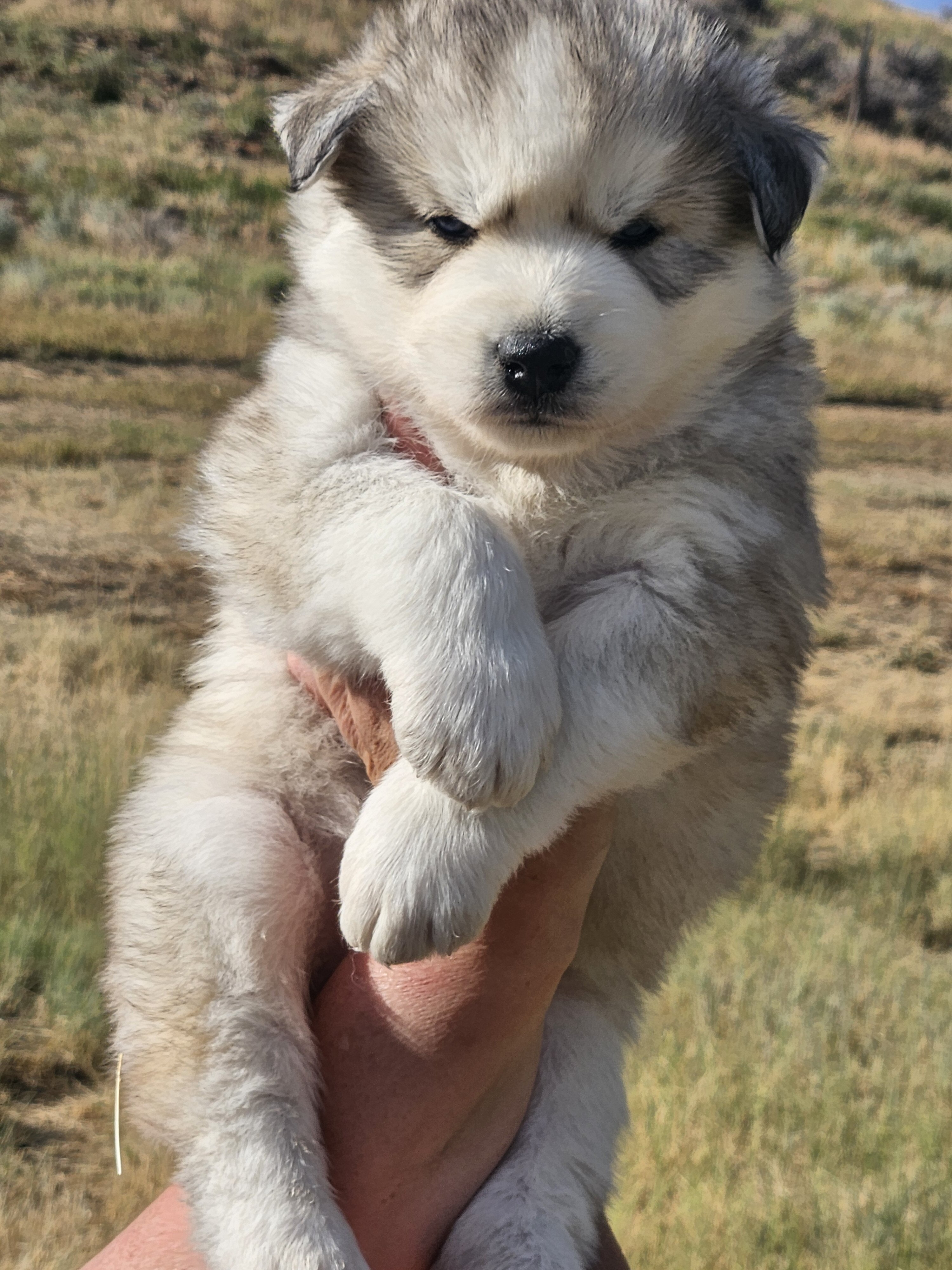 AKC Siberian Husky Puppies image 3