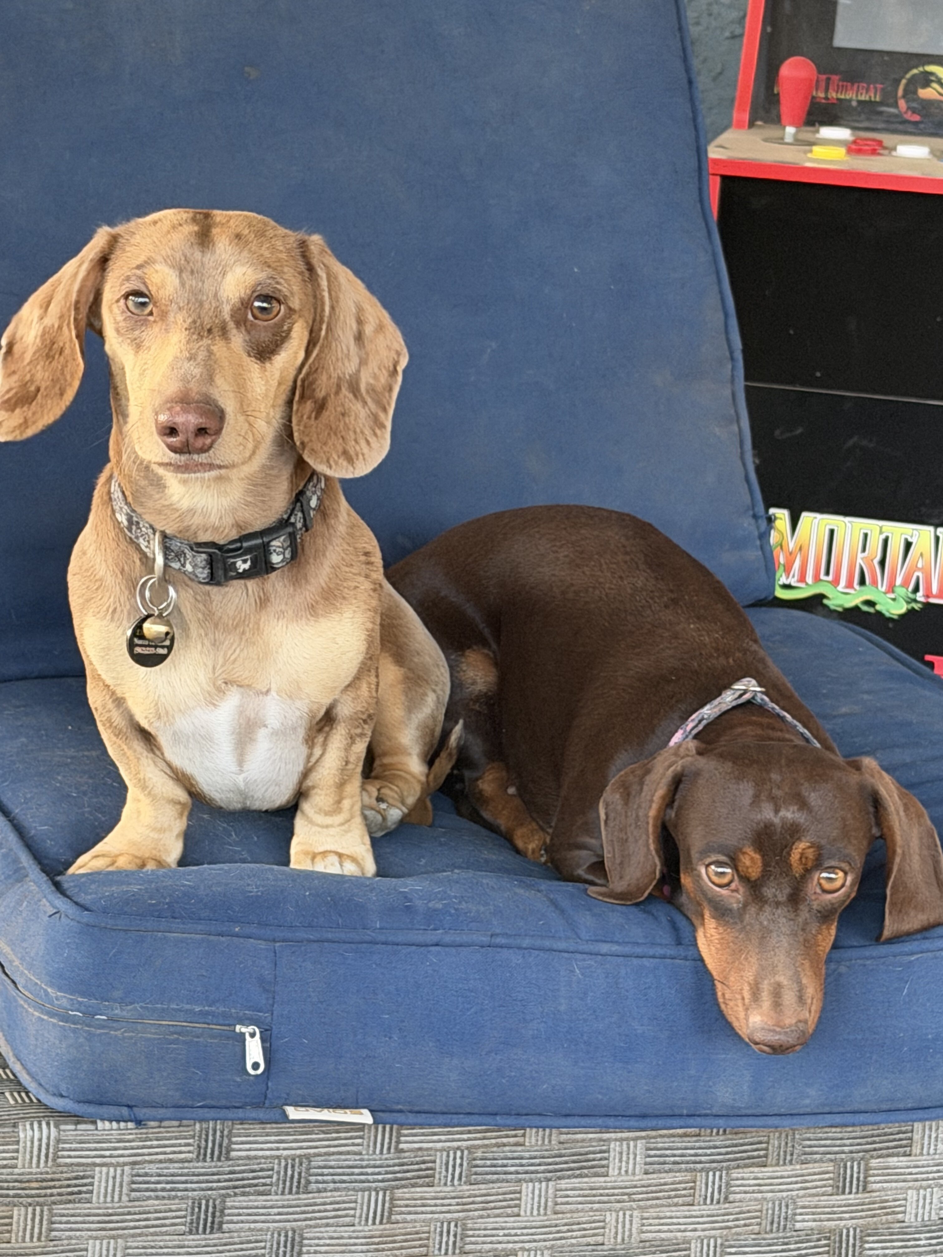 Dachshund Stud image 4