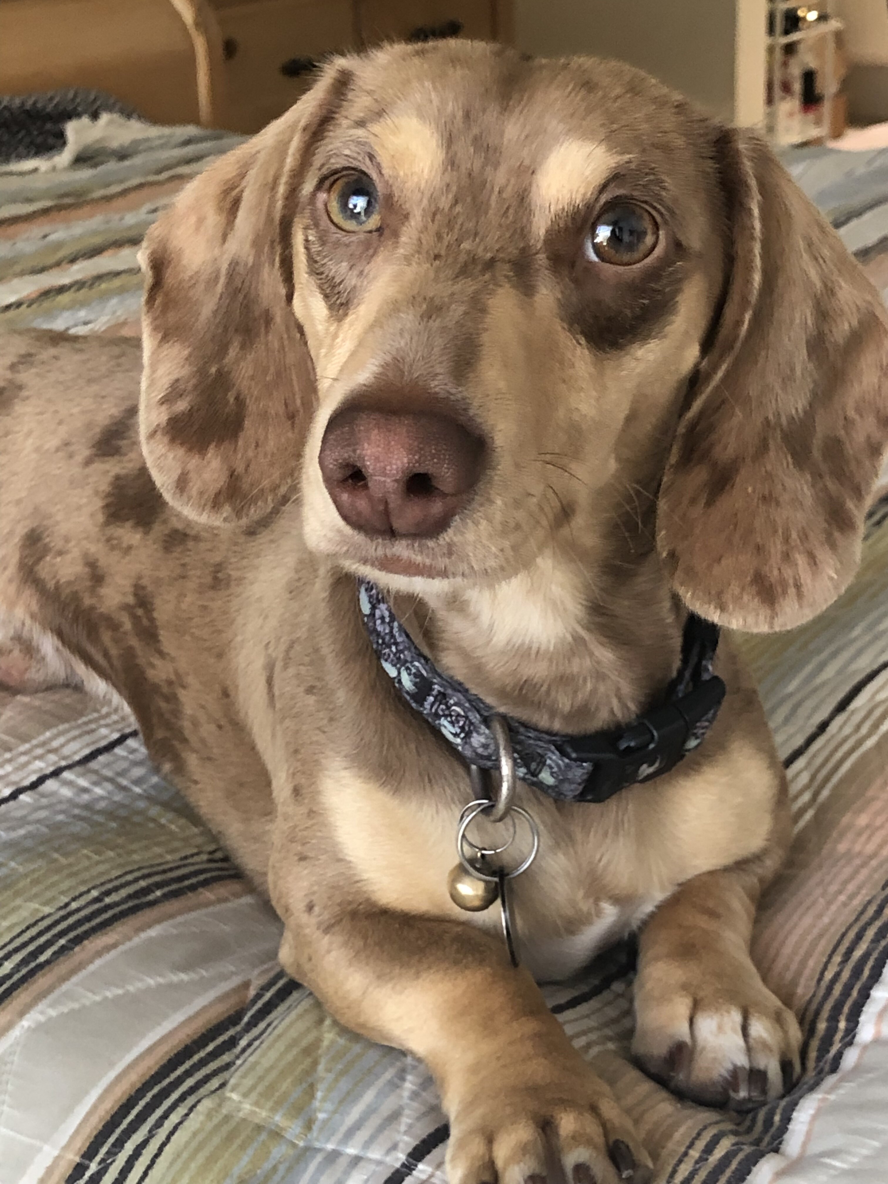 Dachshund Stud image 3