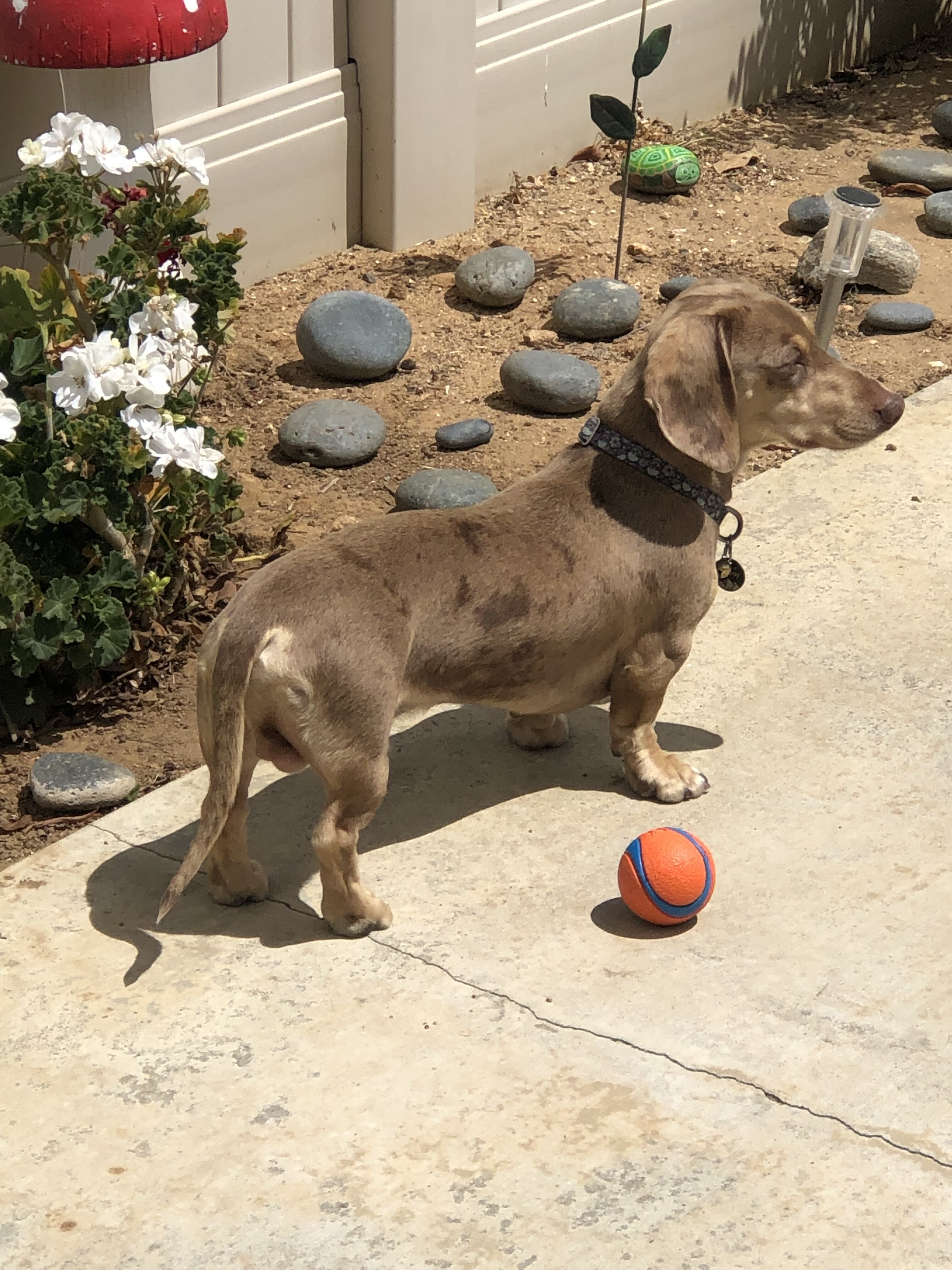 Dachshund Stud image 1