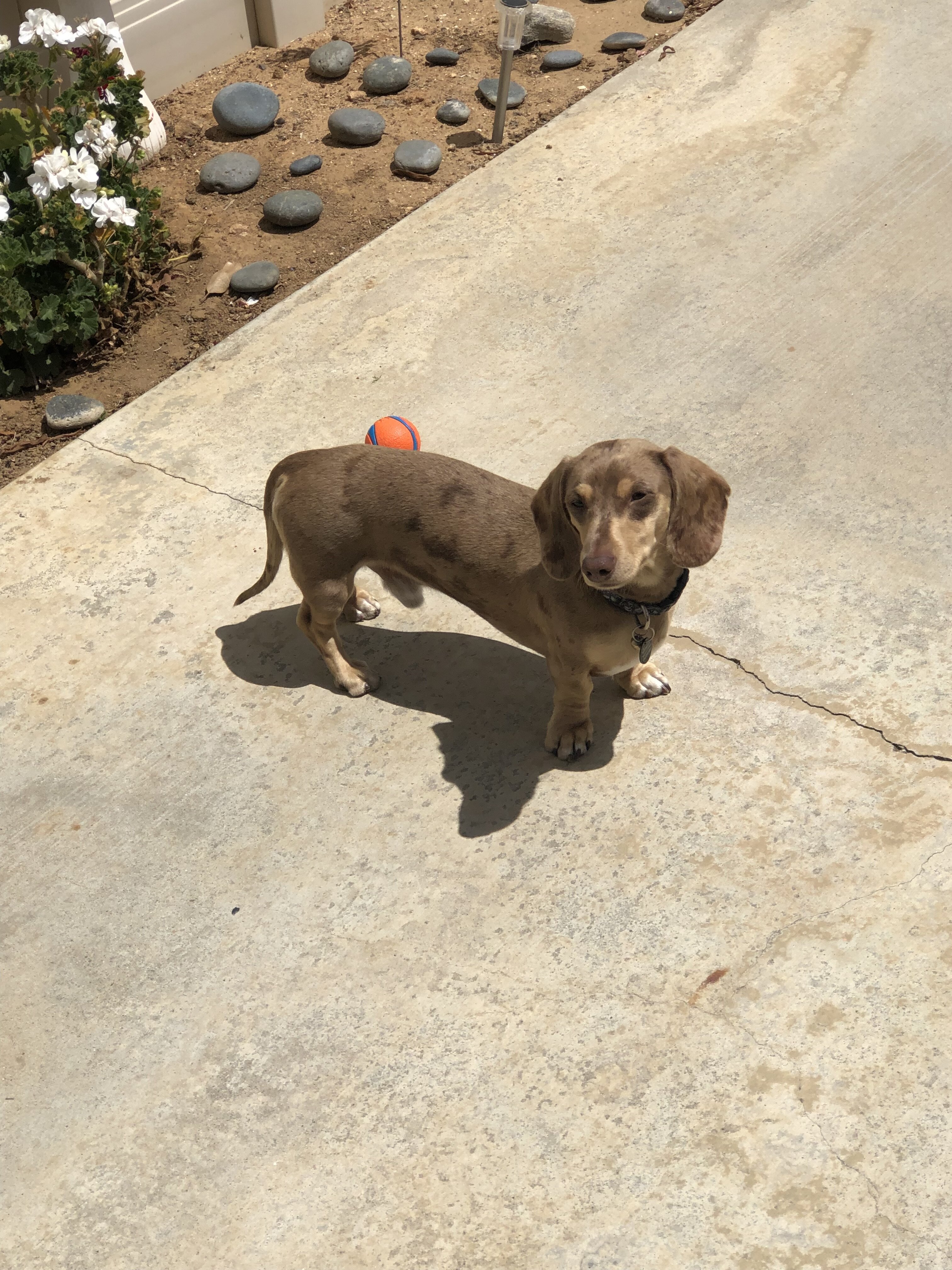 Dachshund Stud image 2