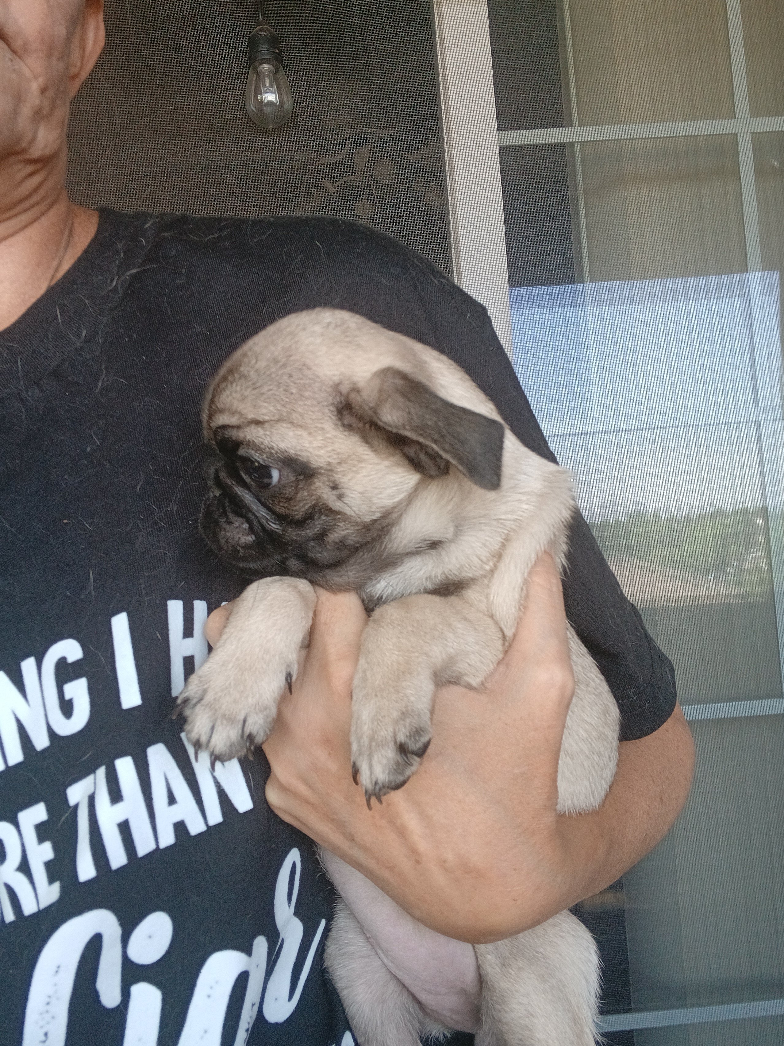 3 Pugs image 2