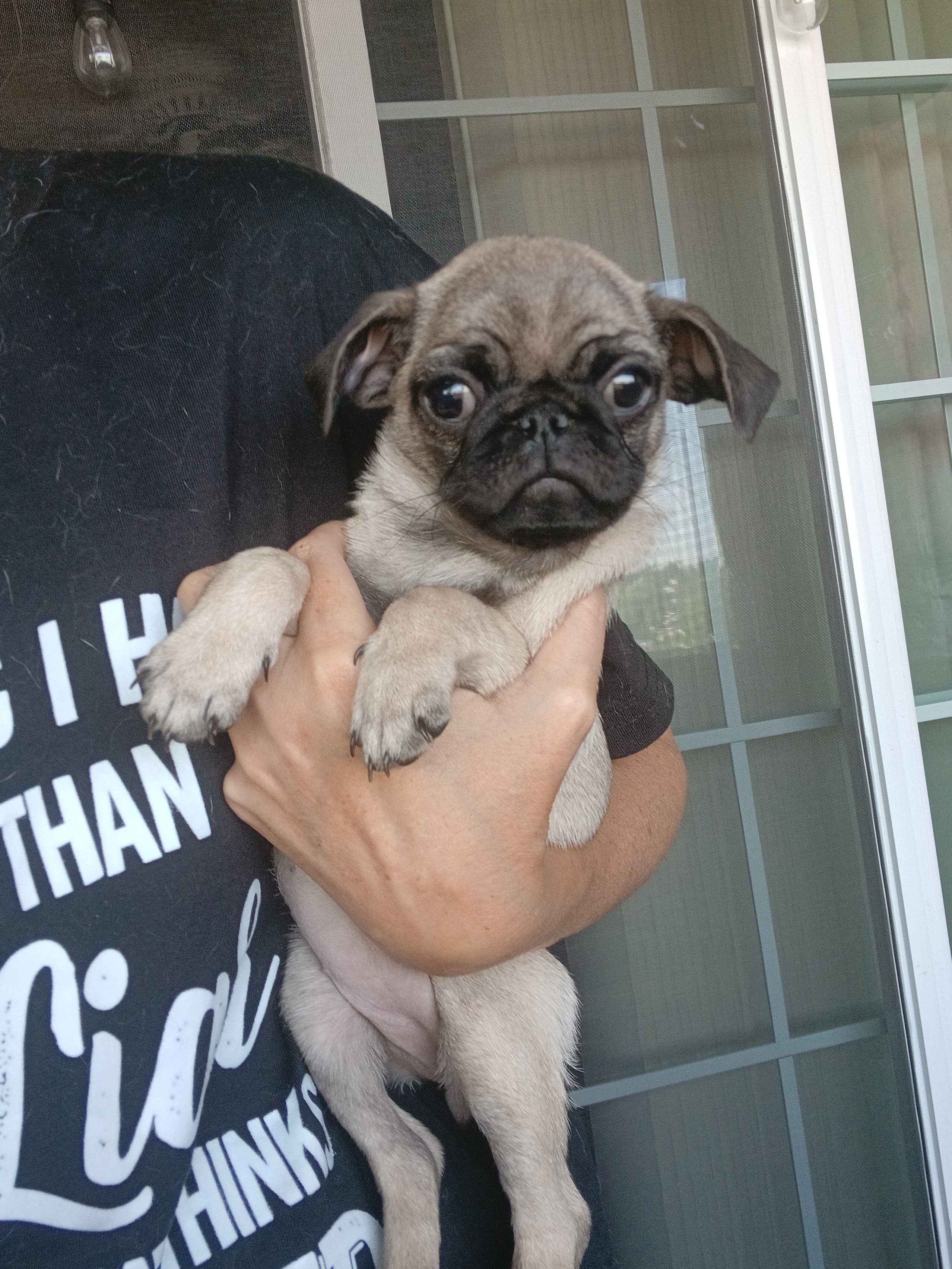 3 Pugs image 4